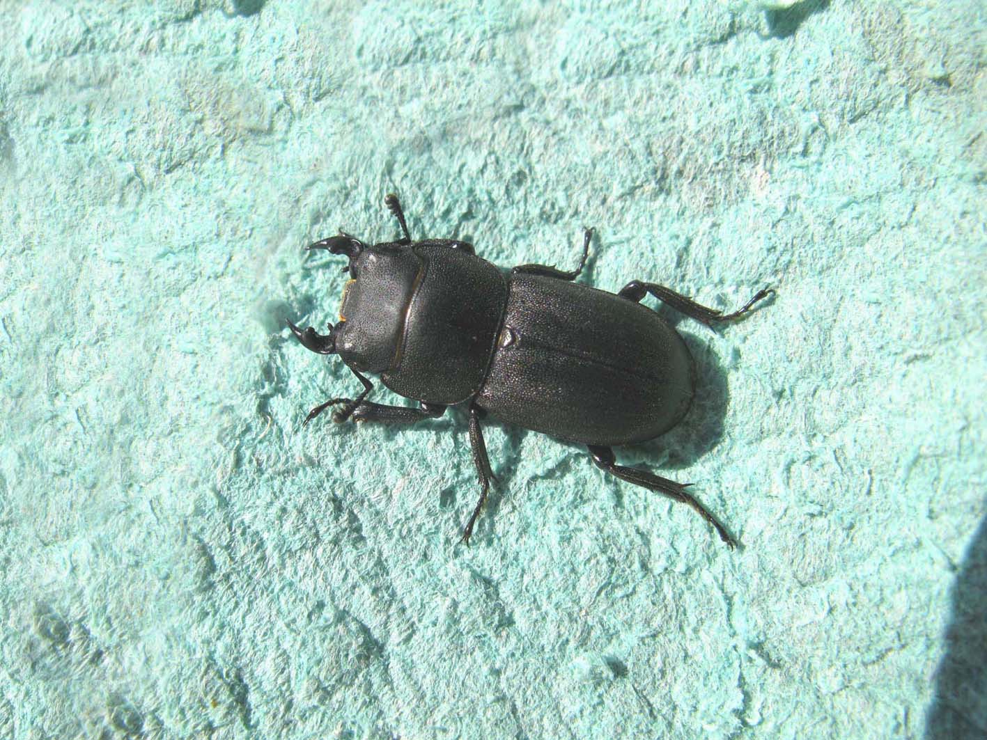 Maschio di Dorcus parallelepipedus (Lucanidae)